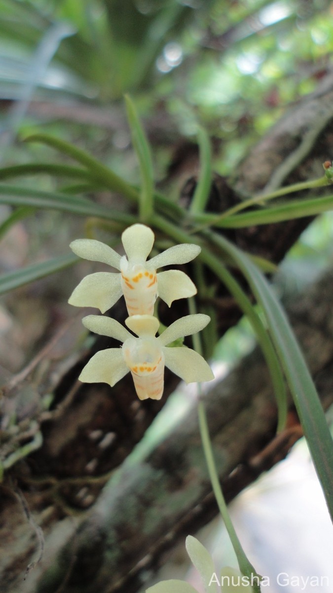 Thrixspermum pugionifolium (Hook.f.) Schltr.